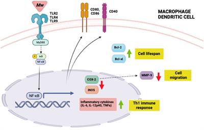 Mycobacterium w - a promising immunotherapeutic intervention for diseases